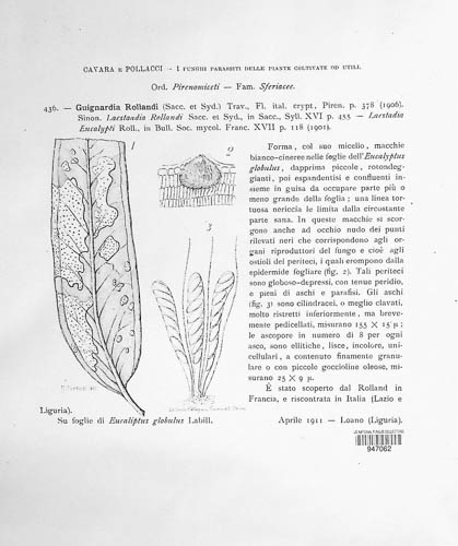 Laestadia rollandii image